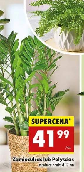 Zamioculcas