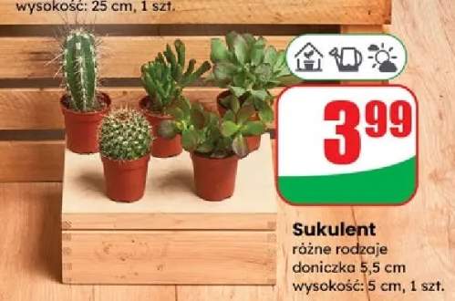 sukulenty