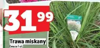 trawy