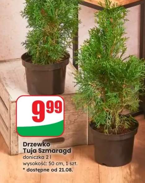 tuja szmaragd