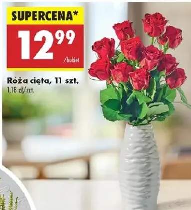 róża cięta