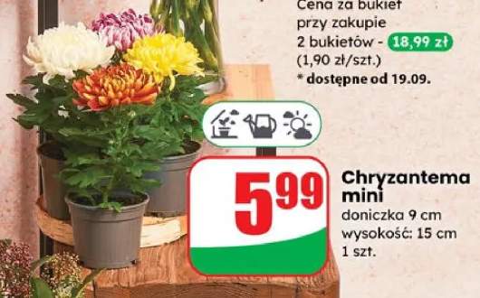 chryzantema