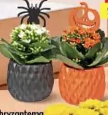 kalanchoe