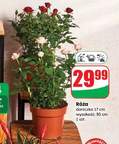 róża w doniczce