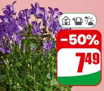 Campanula Blue Ocean doniczka 11cm