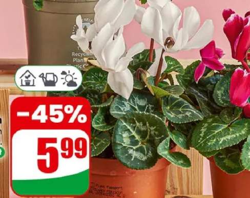 Cyklamen doniczka 10.5cm