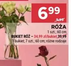 róża cięta