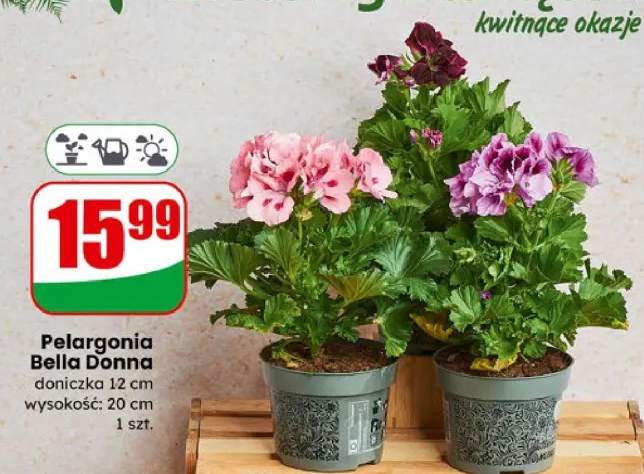 Pelargonia Bella Donna