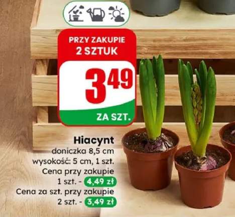 Hiacynt doniczka 8,5cm