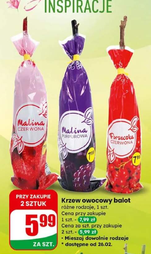 Krzew owocowy balot różne rodzaje