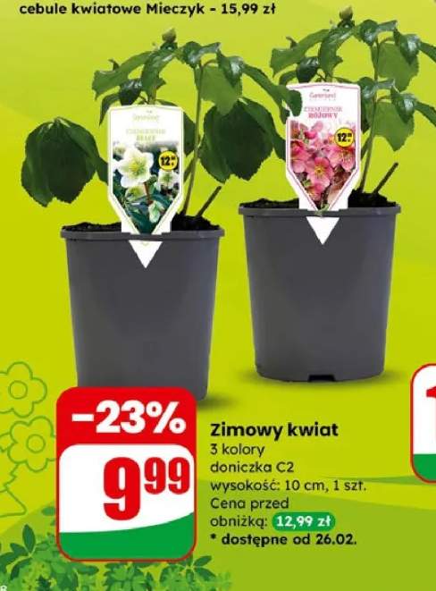 Zimowy kwiat 5 kolory doniczka C2 wysokość: 10 cm