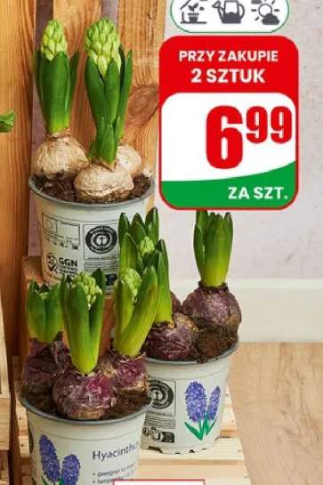 Hiacynt doniczka 12cm