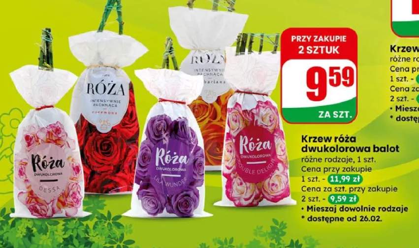 Krzew róża dwukolorowa balot różne rodzaje