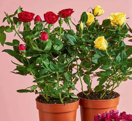 Fiołek afrykański w osłonce