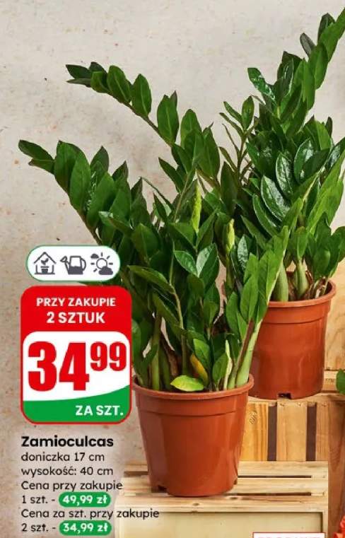 Zamioculcas doniczka 17cm