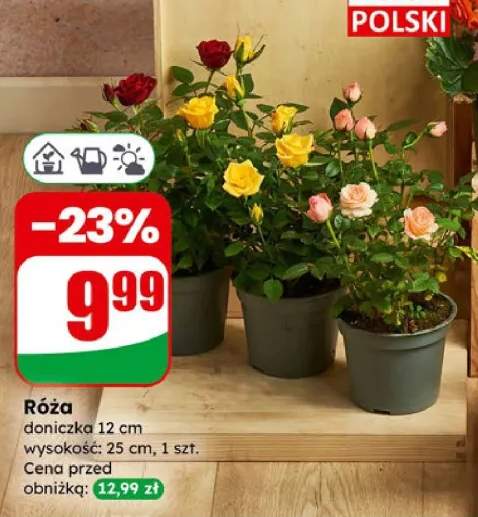 Róża doniczka 12cm