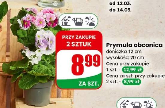 Prymula obconica doniczka 12cm