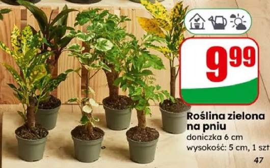 Roślina zielona na pniu doniczka 6cm