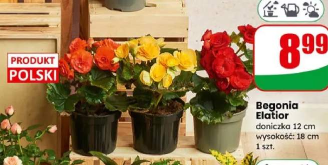 Begonia Elatior doniczka 12cm