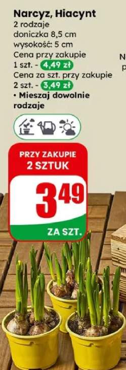 Narcyz, Hiacynt 2 rodzaje doniczka 8.5cm