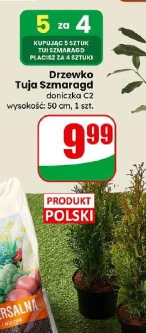 Drzewko Tuja Szmaragd doniczka C2