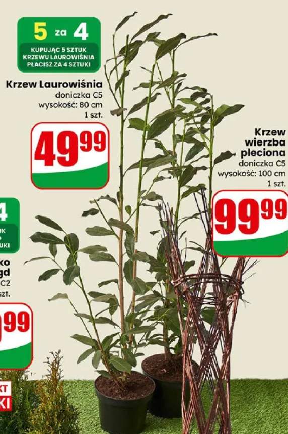 Krzew Laurowiśnia doniczka C5