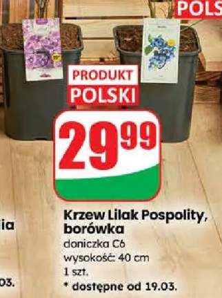 Krzew Lilak Pospolity, borówka doniczka C6 wysokość: 40 cm
