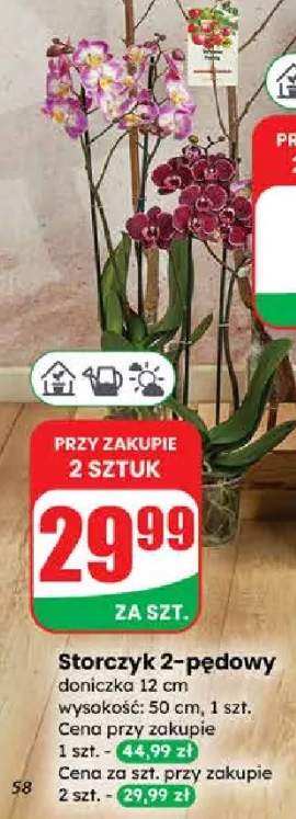 Storczyk 2-pędowy doniczka 12 cm wysokość: 50 cm