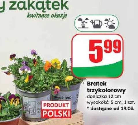 Bratek trzykolorowy doniczka 12 cm wysokość: 5 cm