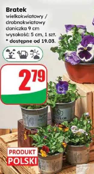 Bratek wielkokwiatowy / drobnokwiatowy doniczka 9 cm wysokość: 5 cm