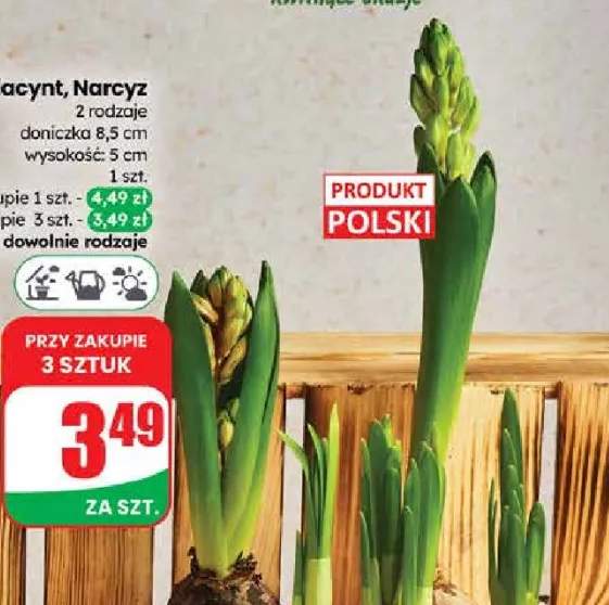 Hiacynt, Narcyz 2 rodzaje doniczka 8.5cm wysokość: 5cm