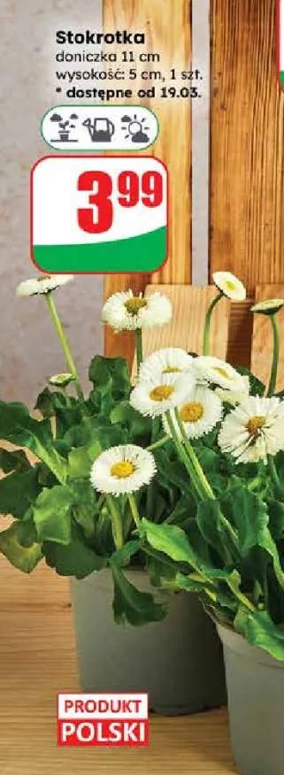 Stokrotka doniczka 11cm wysokość: 5cm