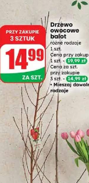 Camelia doniczka 19 cm wysokość: 45 cm