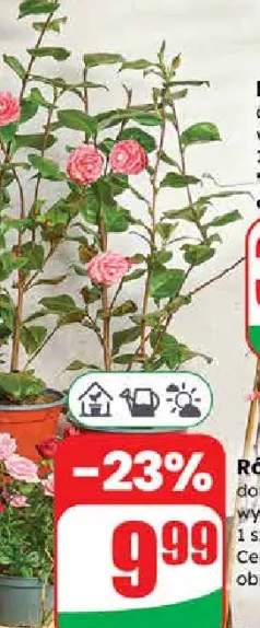 Róża doniczka 12 cm wysokość: 25 cm