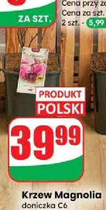 Krzew Magnolia doniczka C6 wysokość: 40 cm