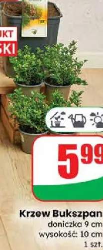 Krzew Bukszpan doniczka 9 cm wysokość: 10 cm