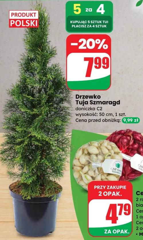 Cebula dymka 2 rodzaje: biała/czerwona