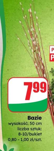 Bazie wysokość: 50 cm