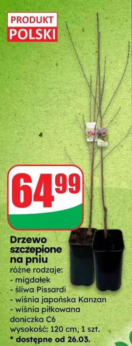 Drzewo szczepione na pniu różne rodzaje: migdałek, śliwa Pissardi, wiśnia japońska Kanzan, wiśnia piłkowana doniczka C6 wysokość: 120 cm