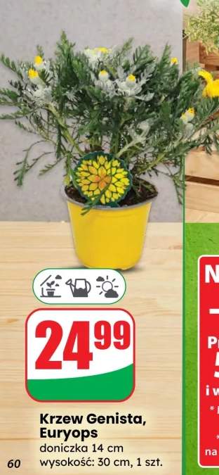 Krzew Genista, Euryops doniczka 14 cm wysokość: 30 cm