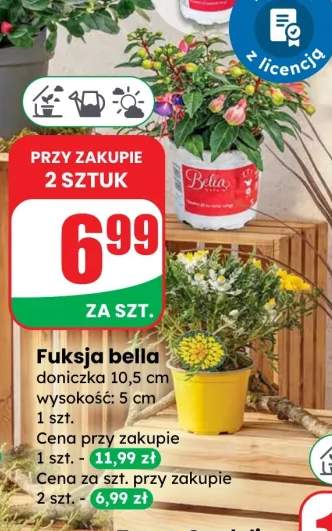 Fuksja bella doniczka 10,5 cm wysokość: 5 cm
