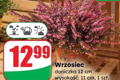 Wrzosiec doniczka 12 cm wysokość: 11 cm