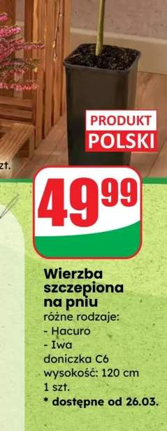 Wierzba szczepiona na pniu różne rodzaje: Hacuro, Iwa doniczka C6 wysokość: 120 cm