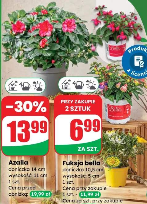 Azalia doniczka 14 cm wysokość: 11 cm