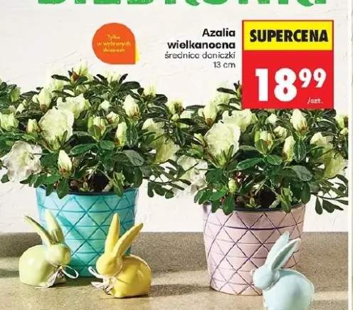 azalia