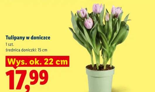 tulipany