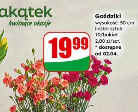 Goździki kwitnące okazje