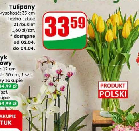 Tulipany