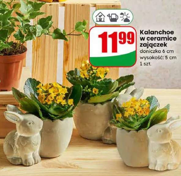 Kalanchoe w ceramice zajączek