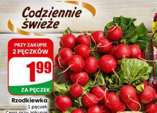 Rzodkiewka